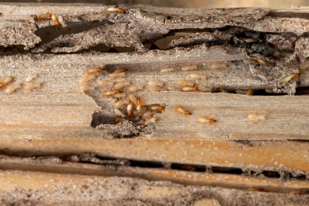 Best Emergency Pest Control  in David City, NE
